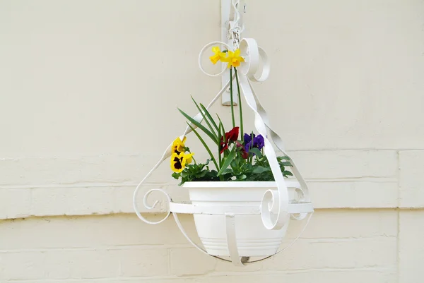 Hanging flower pot — Stock Photo, Image