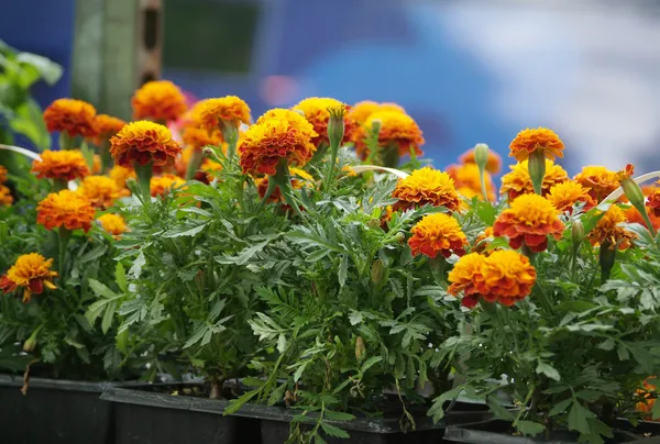 Marigolds — Stock fotografie