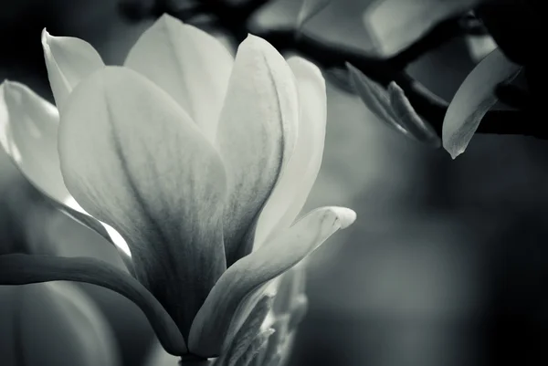 Schwarz-weiße Magnolie — Stockfoto