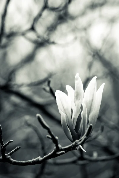 Schwarz-weiße Magnolie — Stockfoto