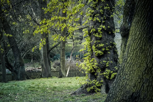 Bomen in een park — Stockfoto