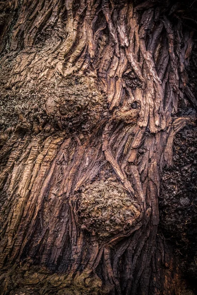 Tronco de árbol — Foto de Stock