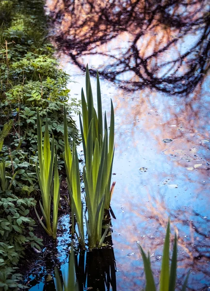 Plants in water — Stock Photo, Image