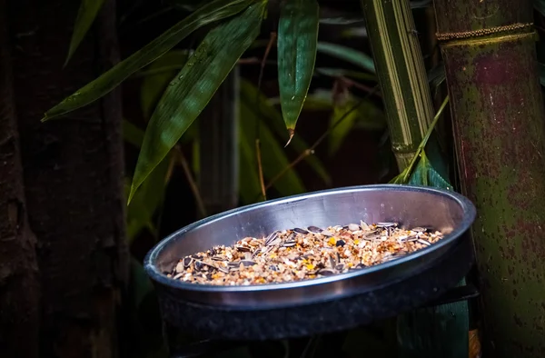 Alimento para aves —  Fotos de Stock