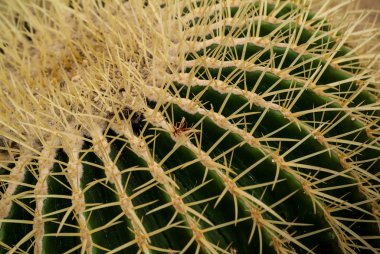 kaktüs yakın çekim