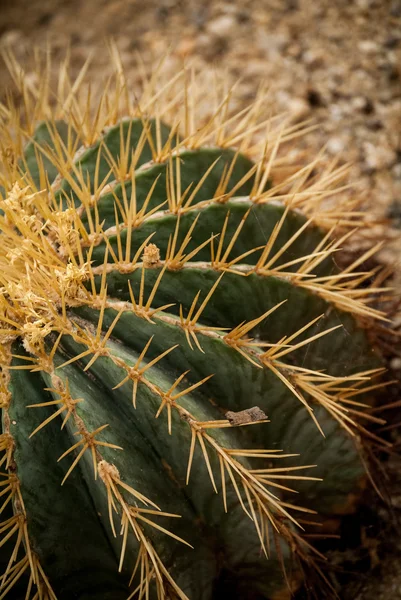 Cactus närbild — Stockfoto