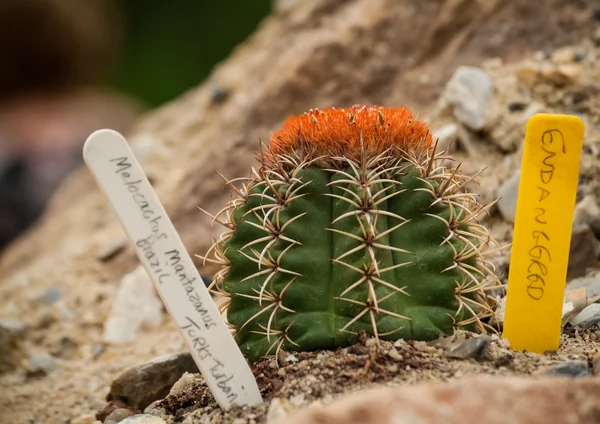 Melocactus Mantazanus — 图库照片