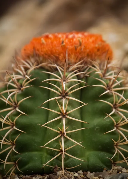 Melocactus Mantazanus — 图库照片