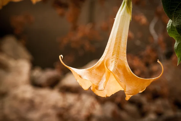 Flor da Brugmansia — Fotografia de Stock