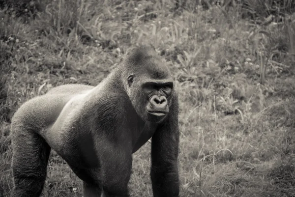 Gorilla — Stock Fotó