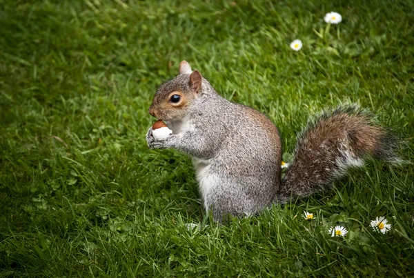 Peckhörnchen — Stockfoto