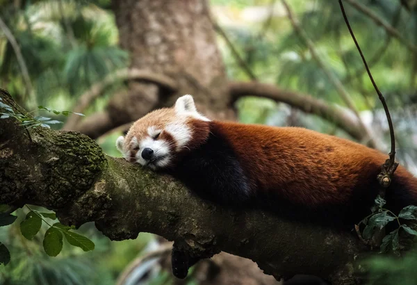 Snoozy red panda — Stock Photo, Image