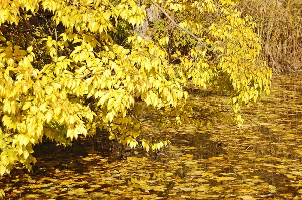 Jesienią drzewa parku nad wodą — Zdjęcie stockowe