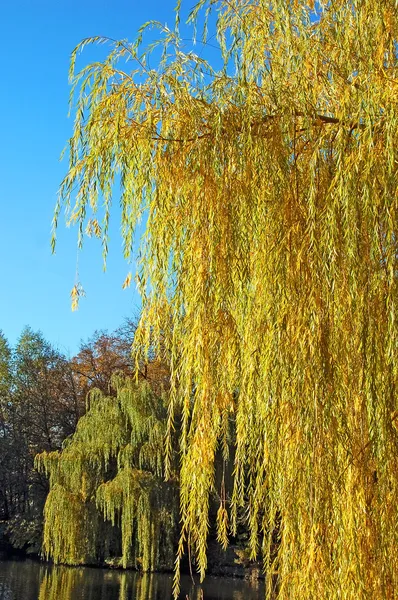 Autumn weeping willow tree — Stock Photo, Image