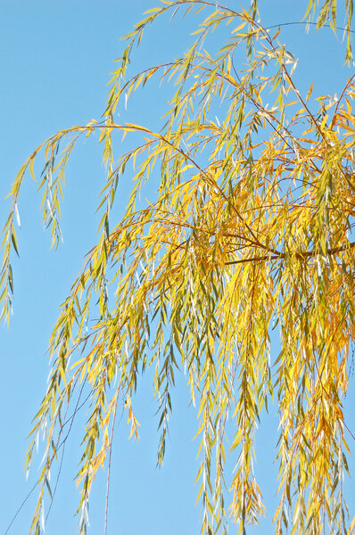 Autumn weeping willow tree