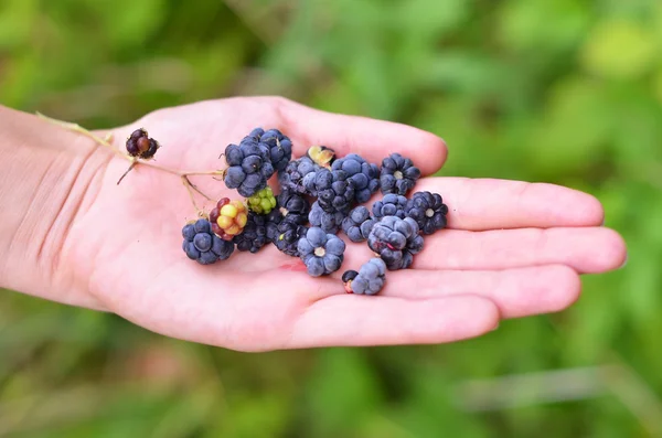 黑莓 (悬钩子属植物) 在手里 — 图库照片