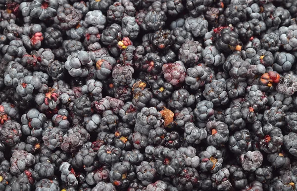黑莓 (悬钩子属植物) — 图库照片