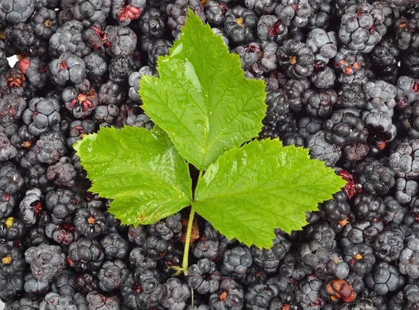 黑莓 (悬钩子属植物) 与叶 — 图库照片
