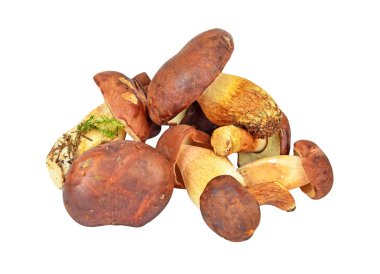 Boletus mantarı mantar
