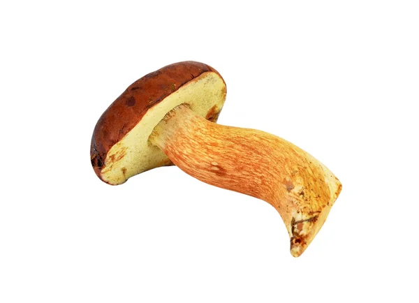 Fungo boletus edulis — Foto Stock