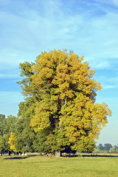 秋季杨树树 — 图库照片