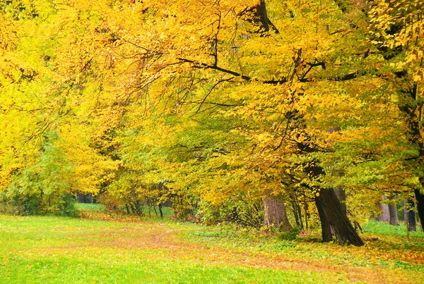 Прекрасне дерево в осінньому парку — стокове фото