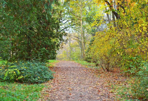 Strada del parco in autunno — Foto Stock
