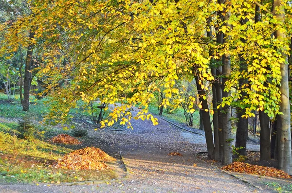 在秋天的公园路 — 图库照片