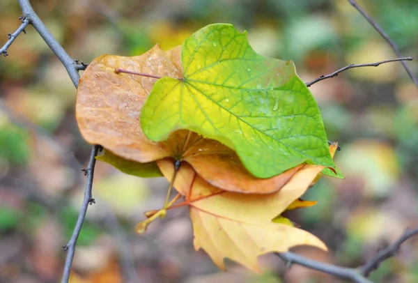 Fall leaves, DOF — Stock Photo, Image