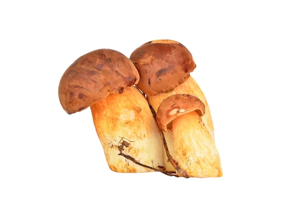 Boletus edulis paddestoel — Stockfoto