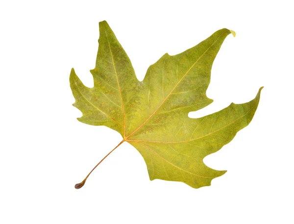Падение листьев платана восточного — стоковое фото