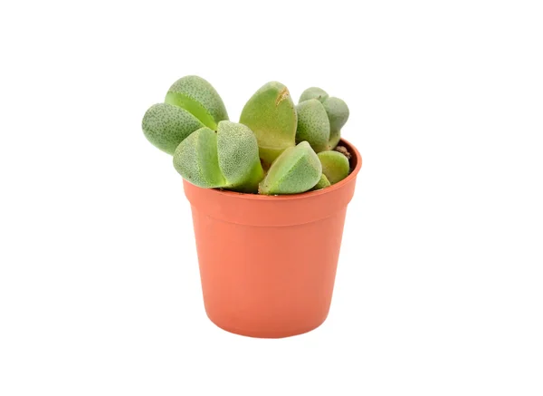 Succulent plant Lithops — Stock Photo, Image