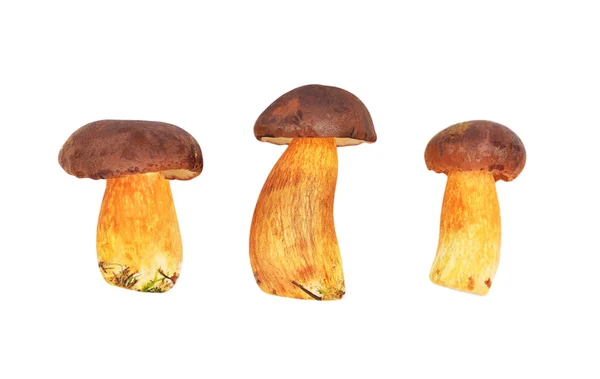 Fungo boletus edulis — Foto Stock