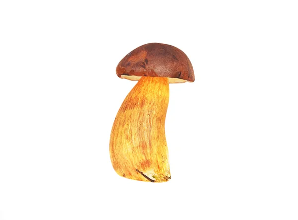 Boletus edulis paddestoel — Stockfoto