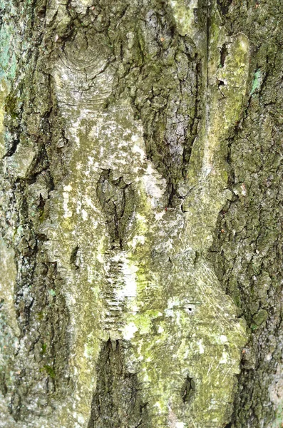Huş ağacı kabuğu dokusu — Stok fotoğraf