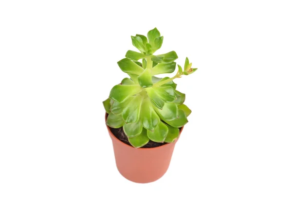 Succulent plant sempervivum — Stock Photo, Image