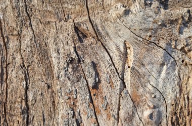Ağaç kabuğu dokusu