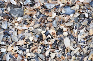 kabuk ve çakıl taş arka plan