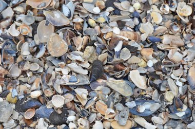 kabuk ve çakıl taş arka plan