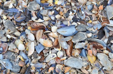 kabuk ve çakıl taş arka plan