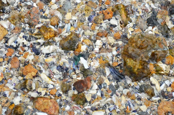 外壳和卵石石背景 — 图库照片