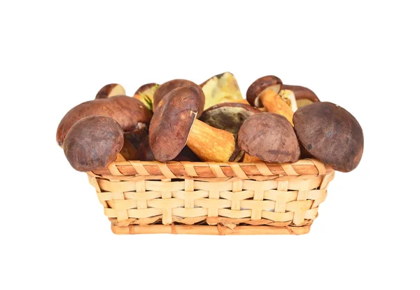 Boletus edulis mushroom in basket — Stock Photo, Image