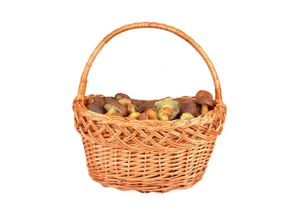 Boletus edulis mushroom in basket — Stock Photo, Image