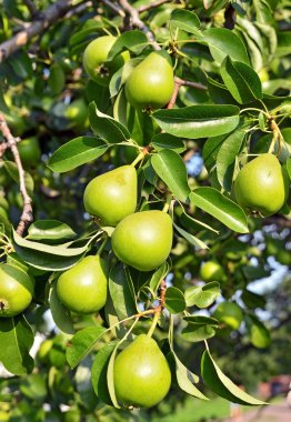 yeşil armut dalın üzerinde