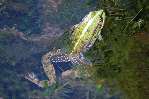 Grenouille dans l'étang — Photo
