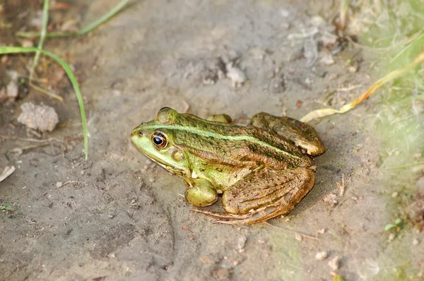 Grenouille — Photo