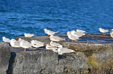 martı flock dalgakıran üzerinde