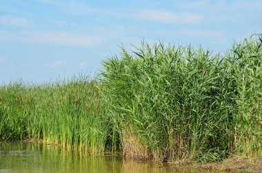Reed (Scirpus gen.) koruluğa nehir