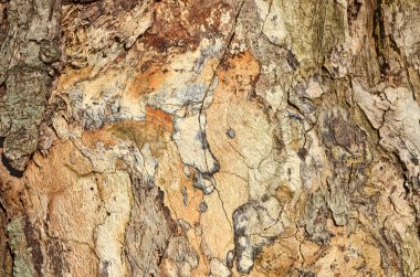 Ağaç kabuğu dokusu