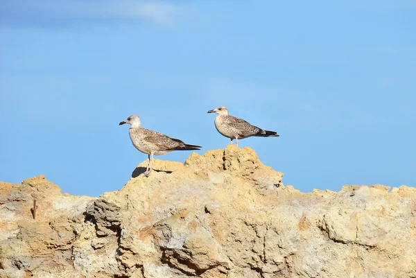 Seagull op rots — Stockfoto